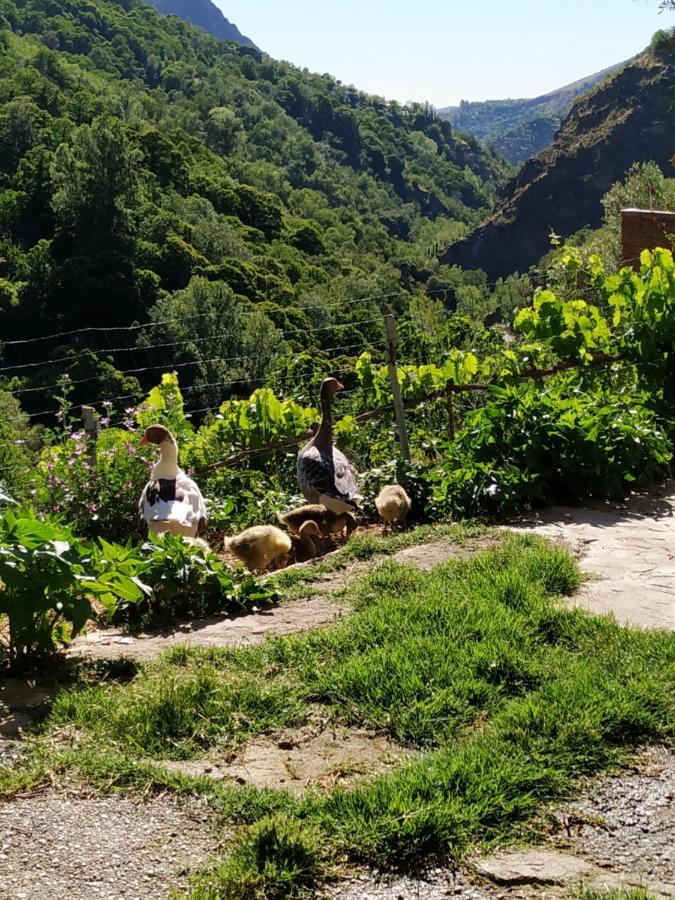 Cortijo La Solana Guest House เกวคาร์-เซียร์รา ภายนอก รูปภาพ