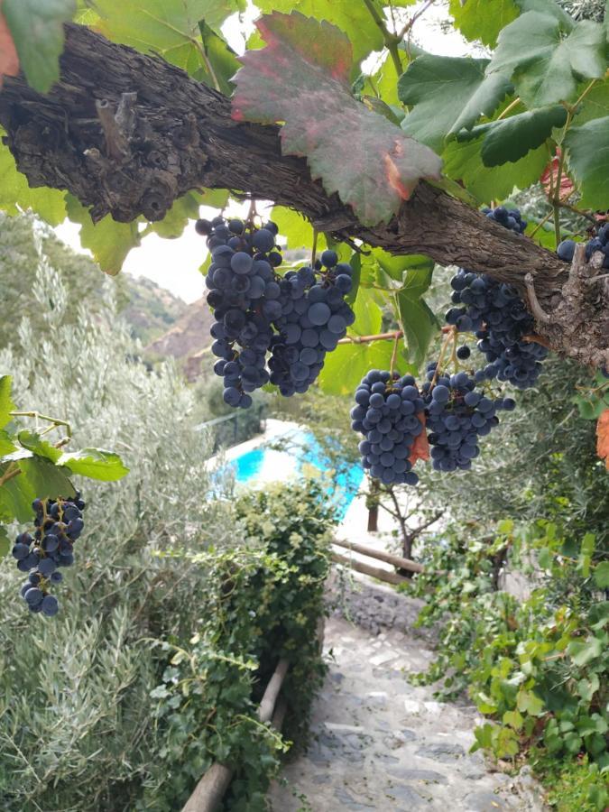Cortijo La Solana Guest House เกวคาร์-เซียร์รา ภายนอก รูปภาพ